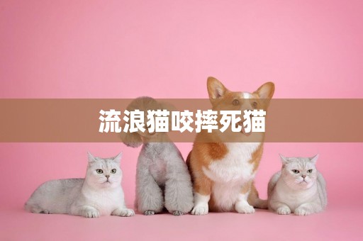 流浪貓咬摔死貓