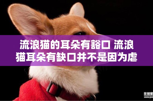 流浪貓的耳朵有豁口 流浪貓耳朵有缺口并不是因為虐待