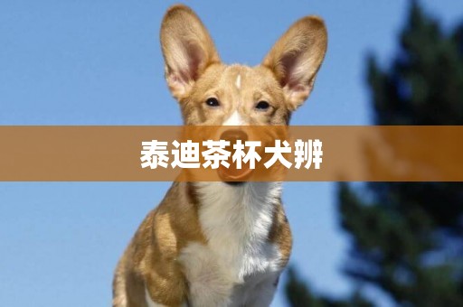 泰迪茶杯犬辨