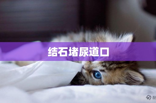 結石堵尿道口