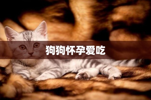 狗狗懷孕愛吃