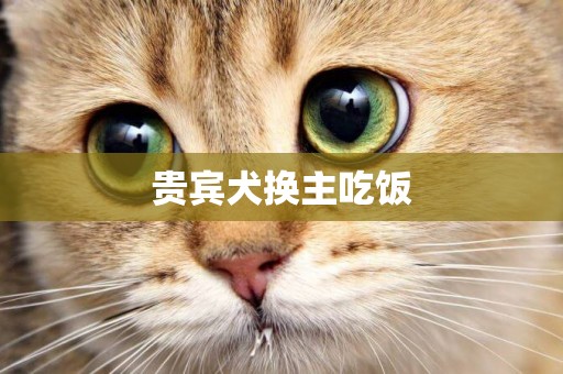 貴賓犬換主吃飯