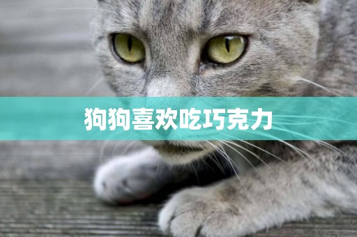 狗狗喜歡吃巧克力