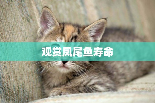 觀賞鳳尾魚壽命