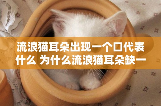 流浪貓耳朵出現一個口代表什么 為什么流浪貓耳朵缺一塊