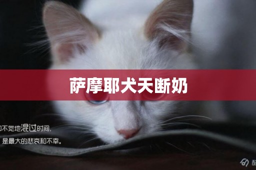 薩摩耶犬天斷奶