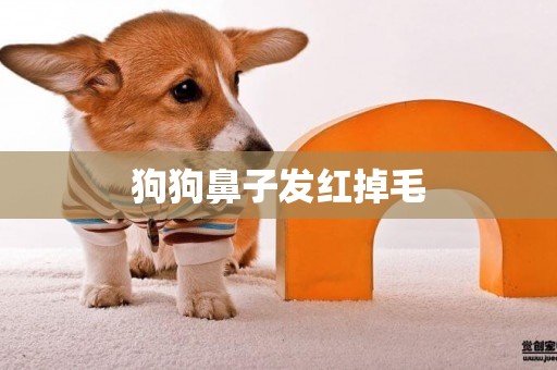 狗狗鼻子發紅掉毛