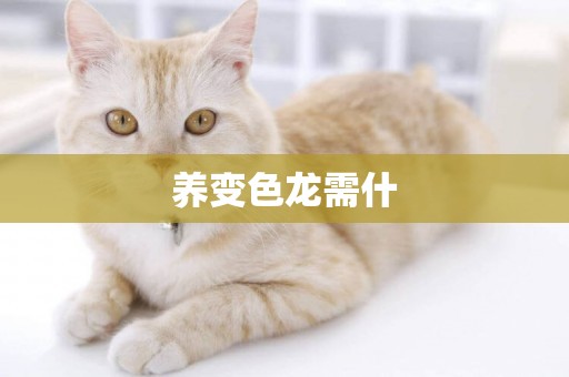 養變色龍需什