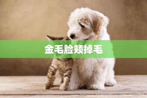金毛臉頰掉毛
