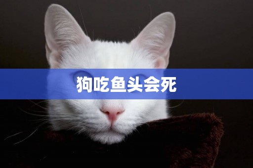 狗吃魚頭會死