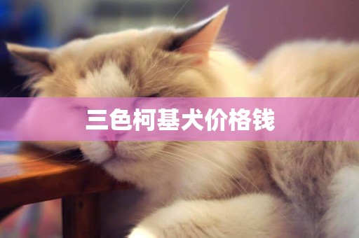三色柯基犬價格錢