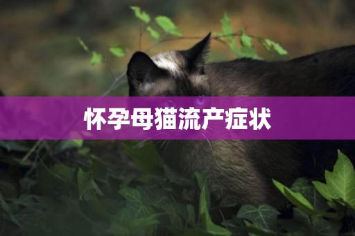 懷孕母貓流產癥狀