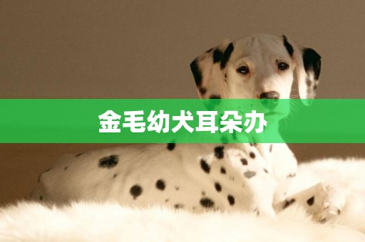 金毛幼犬耳朵辦