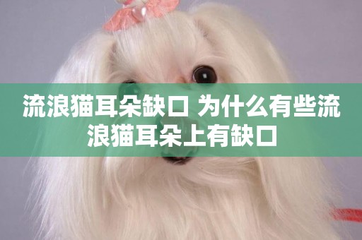 流浪貓耳朵缺口 為什么有些流浪貓耳朵上有缺口