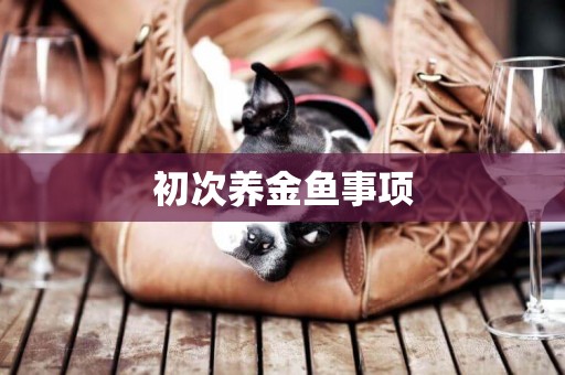 初次養金魚事項