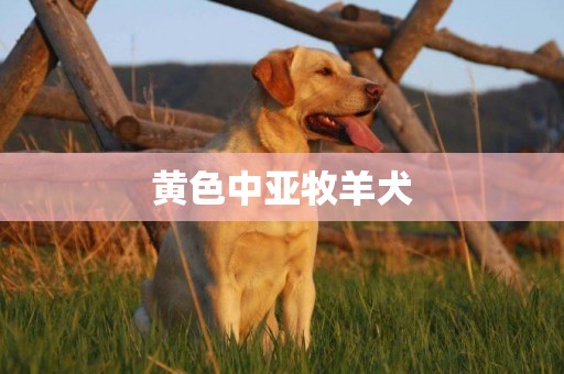 黃色中亞牧羊犬