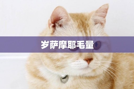 歲薩摩耶毛量