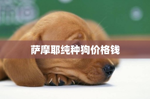薩摩耶純種狗價格錢