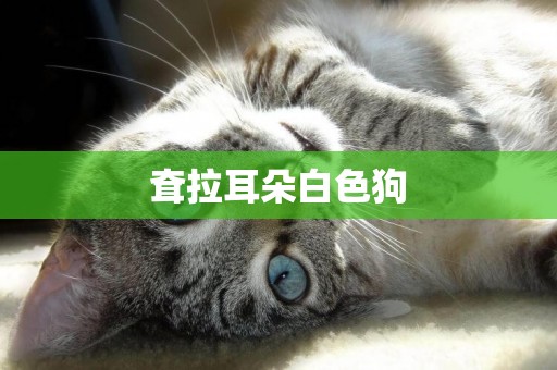 耷拉耳朵白色狗