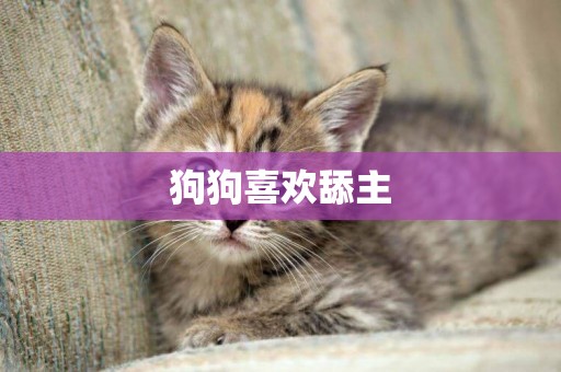 狗狗喜歡舔主
