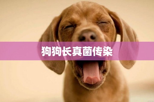 狗狗長真菌傳染