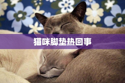 貓咪腳墊熱回事