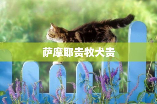 薩摩耶貴牧犬貴