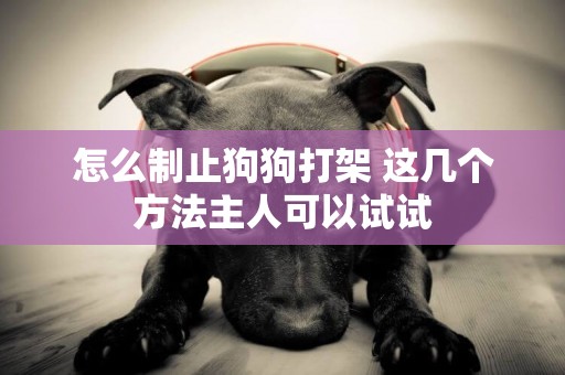 怎么制止狗狗打架 這幾個方法主人可以試試