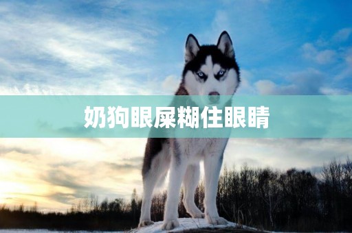 奶狗眼屎糊住眼睛
