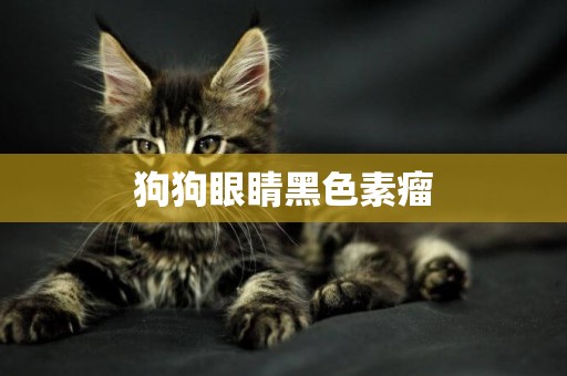狗狗眼睛黑色素瘤