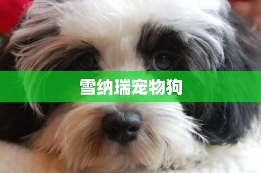 雪納瑞寵物狗