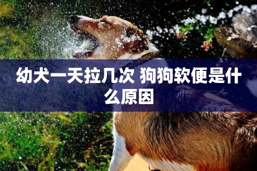 幼犬一天拉幾次 狗狗軟便是什么原因
