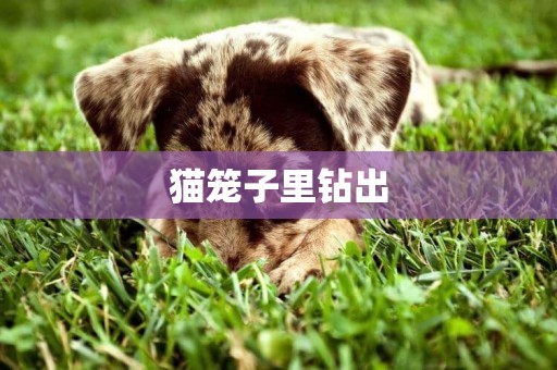 貓籠子里鉆出