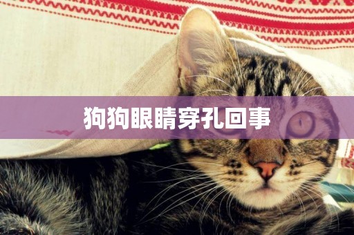 狗狗眼睛穿孔回事