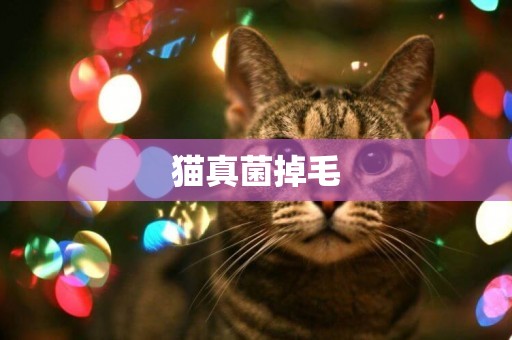 貓真菌掉毛