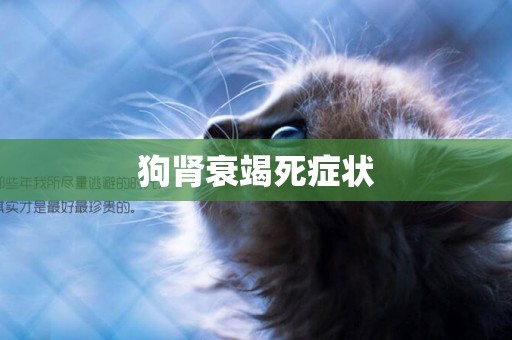 狗腎衰竭死癥狀