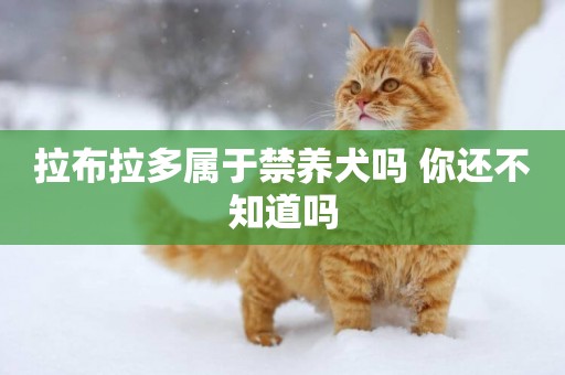 拉布拉多屬于禁養犬嗎 你還不知道嗎