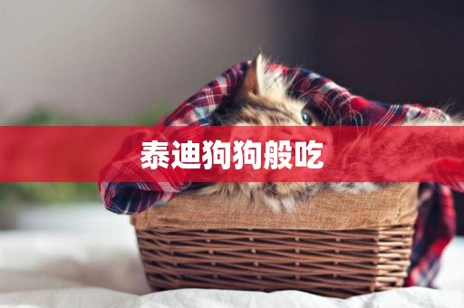 泰迪狗狗般吃