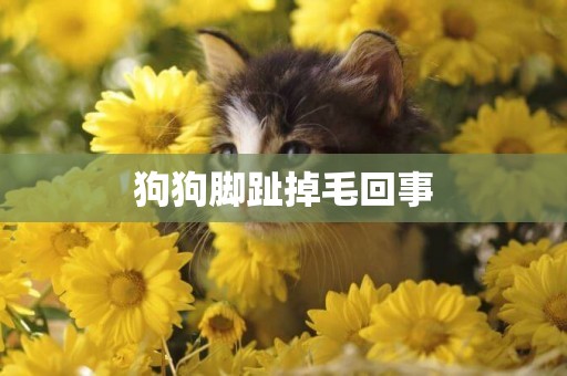 狗狗腳趾掉毛回事