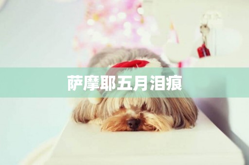 薩摩耶五月淚痕