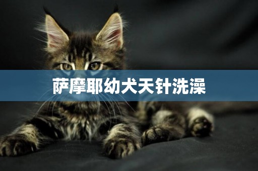 薩摩耶幼犬天針洗澡