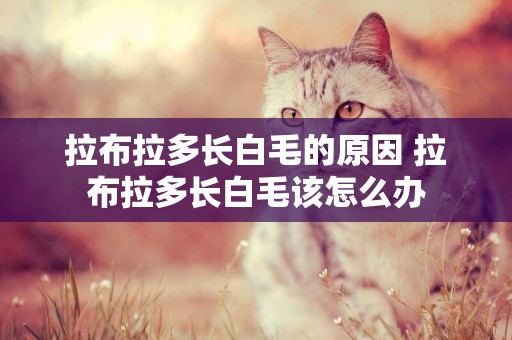 拉布拉多長白毛的原因 拉布拉多長白毛該怎么辦