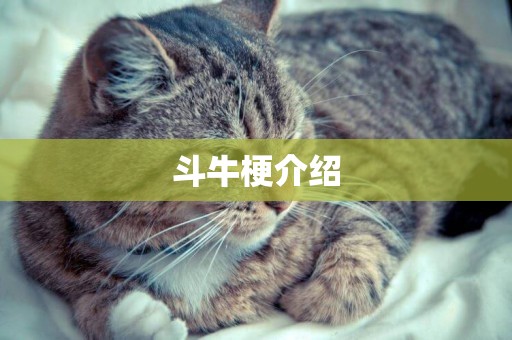 斗牛梗介紹