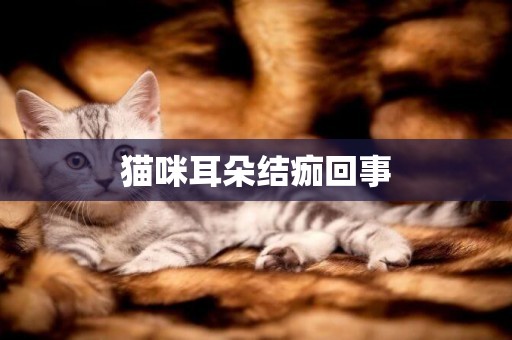 貓咪耳朵結痂回事