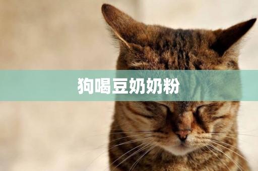 狗喝豆奶奶粉