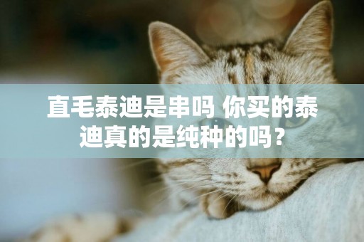 直毛泰迪是串嗎 你買的泰迪真的是純種的嗎？