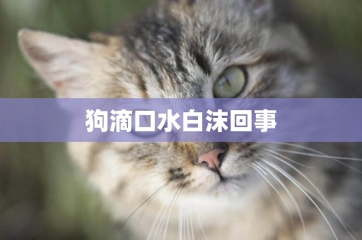 狗滴口水白沫回事