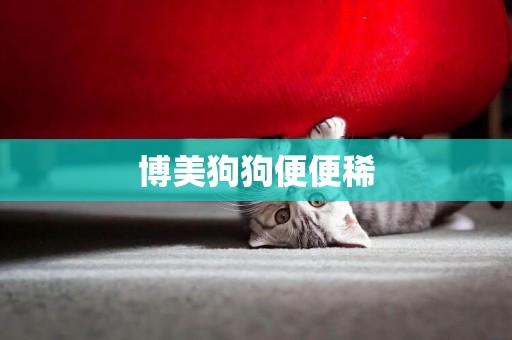 博美狗狗便便稀