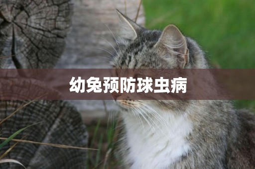 幼兔預防球蟲病