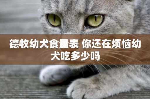 德牧幼犬食量表 你還在煩惱幼犬吃多少嗎